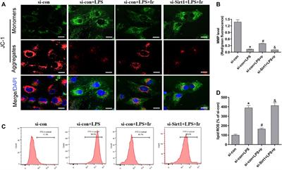 Post-treatment With Irisin Attenuates Acute Kidney Injury in Sepsis Mice Through Anti-Ferroptosis via the SIRT1/Nrf2 Pathway